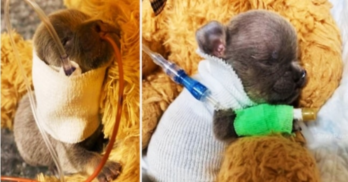 Sad story of newborn puppy without mother life just begin but suffered so much pain in life