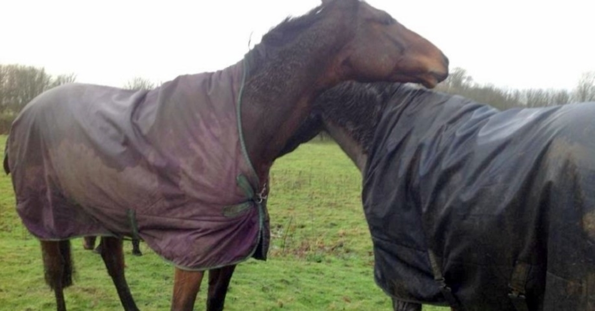 Horse Sees His Best Friend After 4-Long Years, Loses Control & Goes Mad With Joy