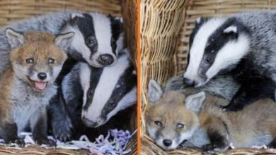Photo of Abandoned Baby Fox Builds Beautiful Friendship With Orphaned Badger Cubs