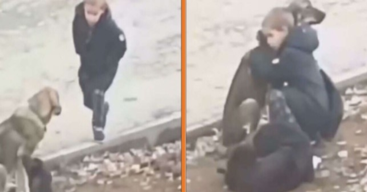 Boy Stops To Hug Stray Dogs When He Thinks That No One’s Watching