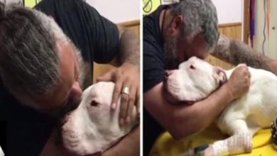 Photo of Man hugs his 14-year-old dog through tears and dies seconds later: Don’t abandon mee