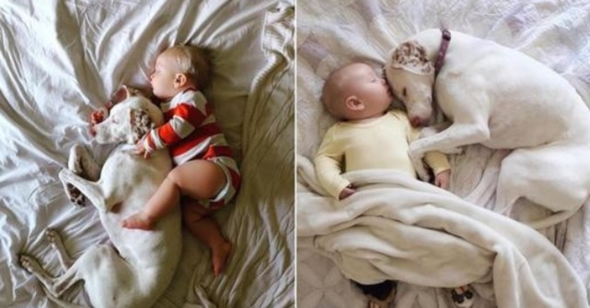 Frightened rescue dog finds comfort in her 11-month-old loyal friend