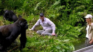 Photo of He raised a gorilla and 6 years later it meets his wife in a touching encounter