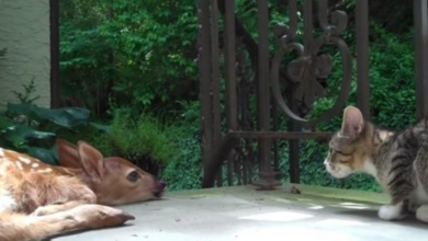 Photo of Lost fawn wanders onto family’s porch and befriends their kitten