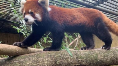 Photo of ‘We are heartbroken …’ Muse, the last red panda at this New York zoo, dies