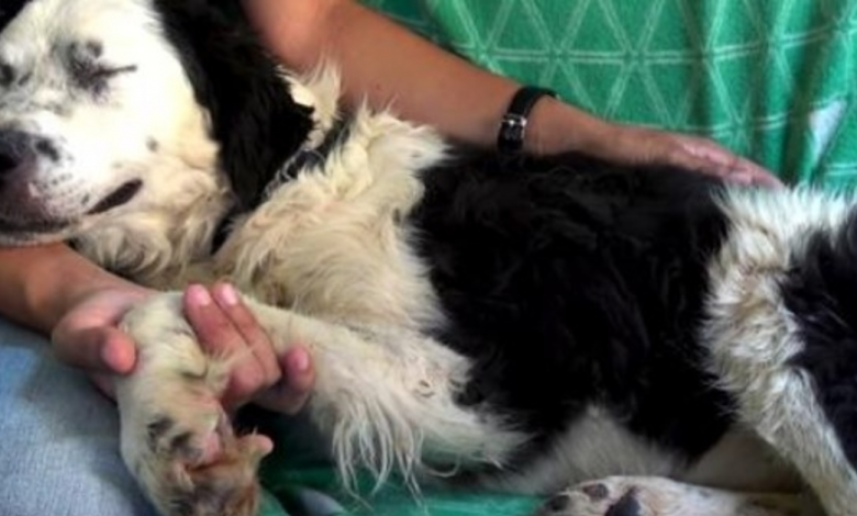 dog-falls-asleep-on-her-rescuer-s-lap-knowing-she-is-finally-safe