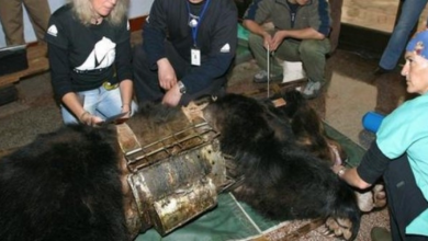 Photo of Bear freed from 9 years in ‘torture vest’ sees water for the first time