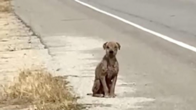 Photo of Scared & Sad Dog Sitting By The Side Of The Road Missing His Shiny Coat Seeking For Love