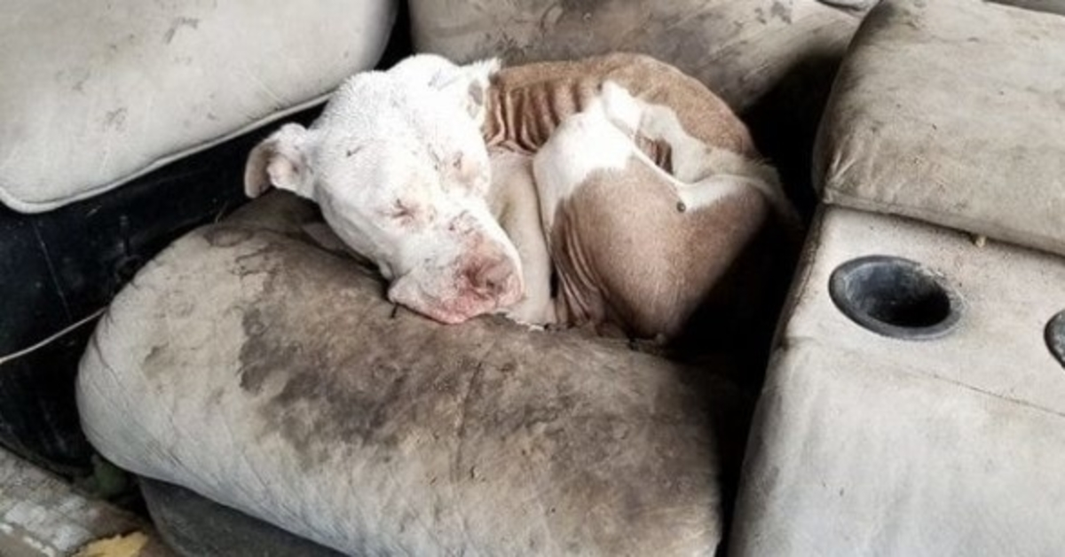 Discarded After Bait Ritual & Target Practice – Sweet Boy Hid From His Monsters