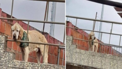 Photo of With the saddest look and his bones in sight, dog spent his days stuck on the roof of a house