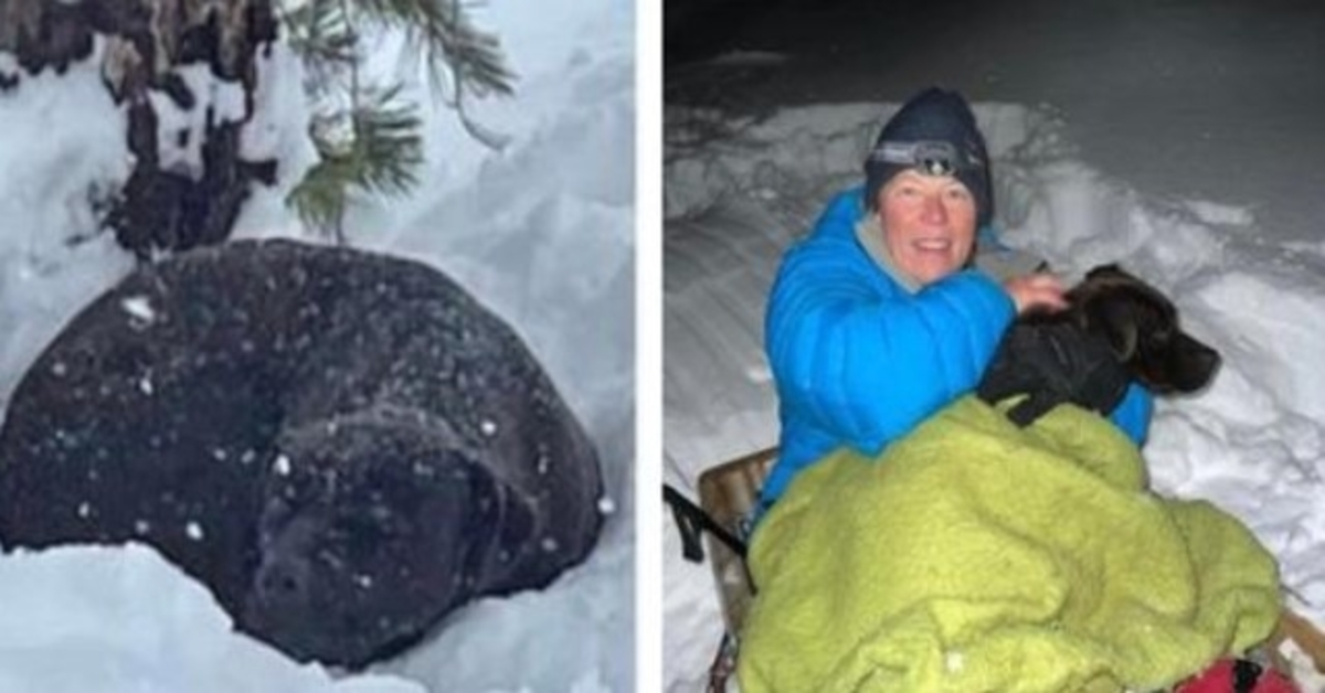 Missing dog found after 4 months trapped in 5ft snow on California