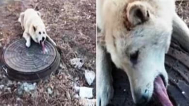 Photo of Man Finds Helpless Dog With His Tongue Frozen And Stuck In Sewer