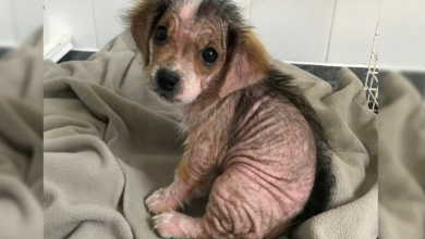 Photo of Puppy Who Lost Her Fur Looks Unrecognizable Weeks After Escaping Negligent Owners