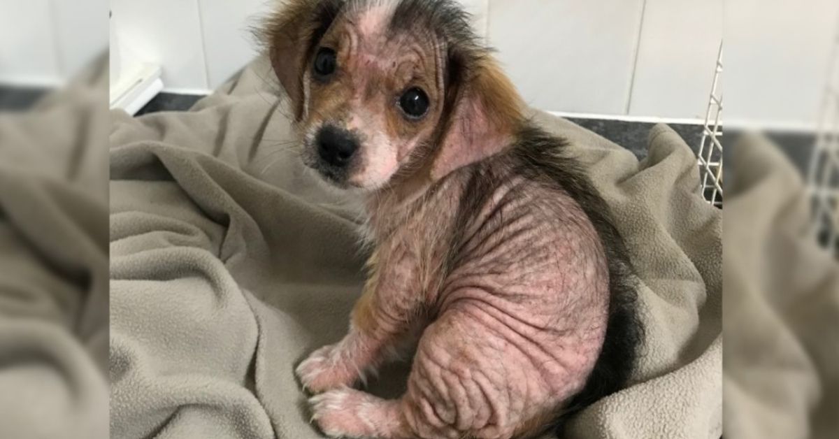 Puppy Who Lost Her Fur Looks Unrecognizable Weeks After Escaping Negligent Owners