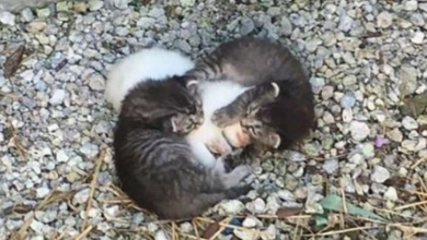 Photo of Two little kittens had a sick sister to look after but then they met a real mother