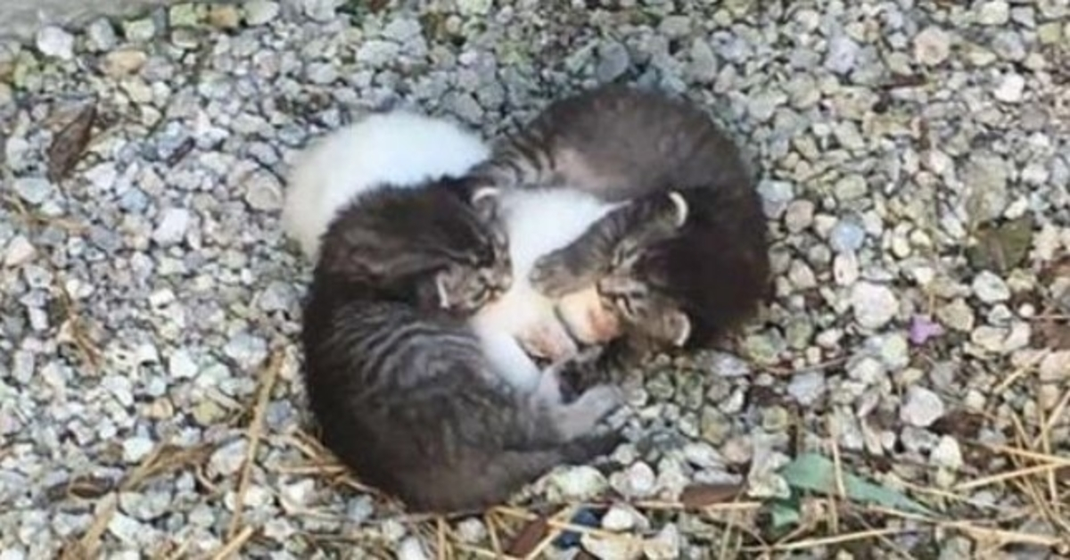 Two little kittens had a sick sister to look after but then they met a real mother