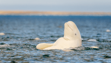Photo of Lone beluga whale spotted swimming 1,500 miles from home, and nobody knows why