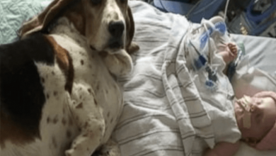Photo of Basset Hounds Stay With Dying Baby Until She Takes Her Final Breath