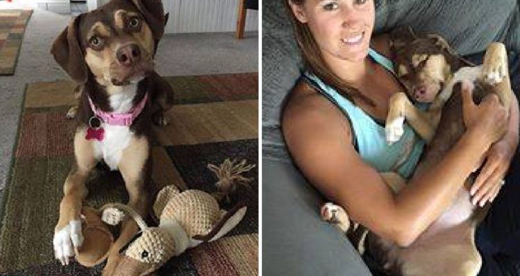 A heroic act of the rescued dog saved the life of a baby girl and his sibling left outdoors in cold weather