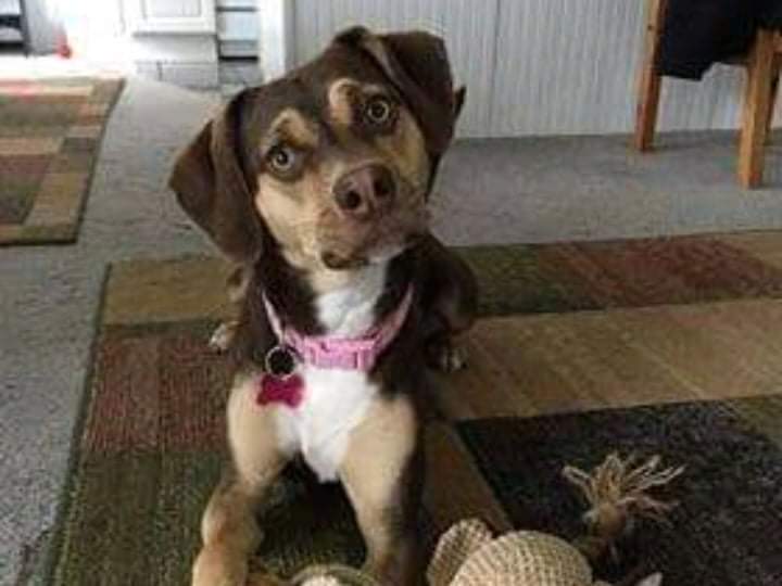 A heroic act of the rescued dog saved the life of a baby girl and his sibling left outdoors in cold weather