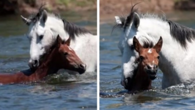 Photo of Heartwarming moment wild horse saves young filly from drowning