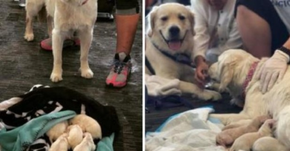 Everyone at the airport stopped when the sweet service dog laid down and started whimpering