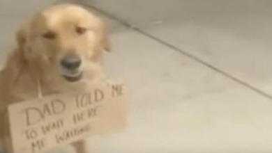 Photo of Dog Seen Outside Of Store With A Sign Around His Neck