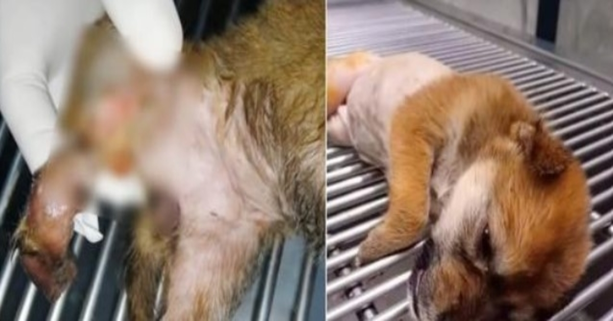 Wee Howls Drew Him Into Thick Woods Where Teensy Baby Clung On Tight