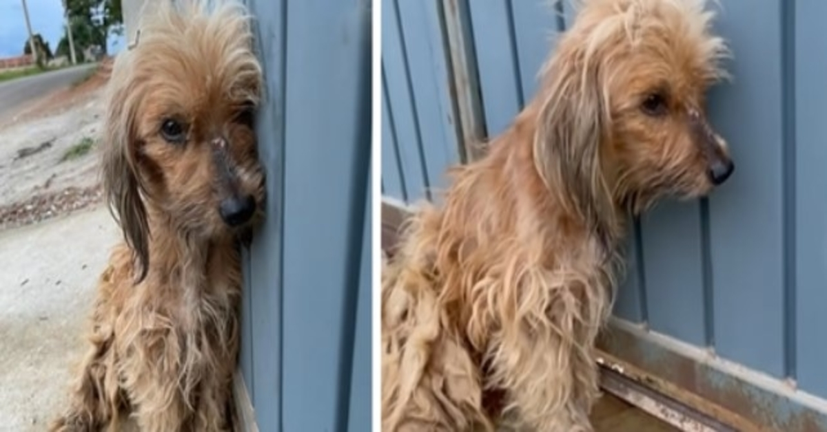 She Was Exhausted After Becoming A Toy For The Children of The Small Village