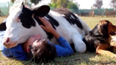 Photo of Calf Was Being Abused Before His Slaughter, Man Showed Him Love With A Snuggle