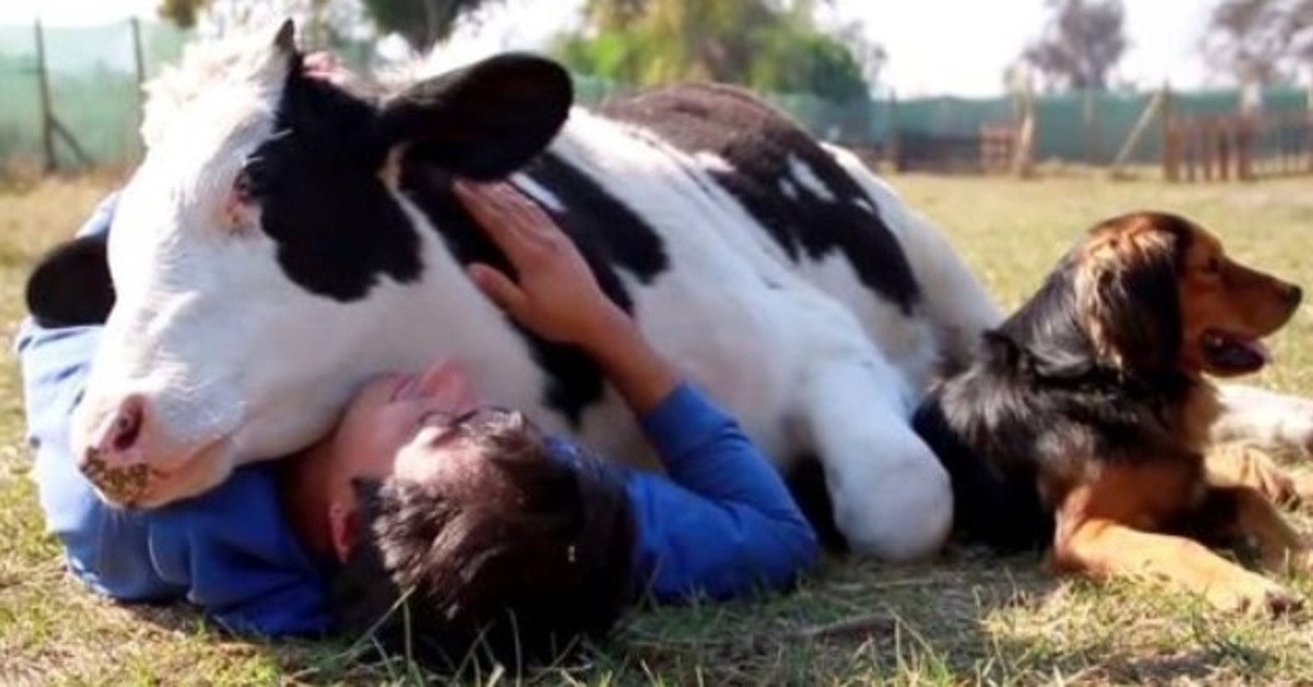 Calf Was Being Abused Before His Slaughter, Man Showed Him Love With A Snuggle