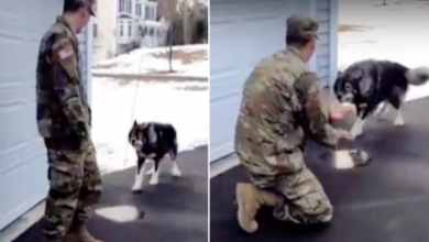 Photo of Wolf-Dog Barks At Stranger And Didn’t Recognize His Military Dad He’s Been Missing