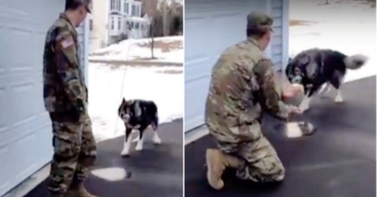 Wolf-Dog Barks At Stranger And Didn’t Recognize His Military Dad He’s Been Missing
