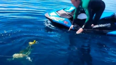 Photo of Men See “Balloon” In Ocean, But Realize It’s A Poor Creature Fighting For Life