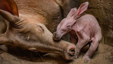 Photo of Chester Zoo ‘overjoyed’ as it celebrates birth of its first ever aardvark