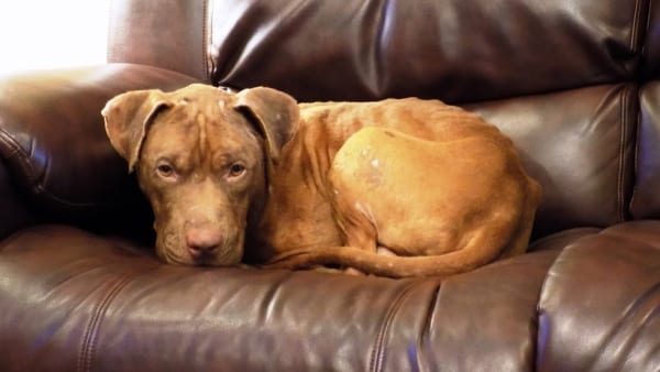 Watch as this alleged bait dog slowly learns to trust again