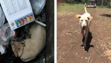 Photo of Dog Rescued From Dumpster Is Making An Incredible Recovery Just 2 Weeks Later