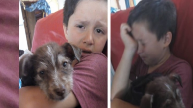 Photo of Boy Saves Mistreated Puppy By Other Kids, Takes it To Vet And Now They Are inseparable