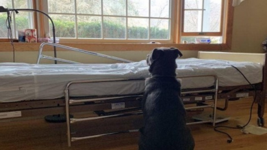 Photo of Dog Who Waited For Deceased Owner By Empty Hospital Bed Finds New Family