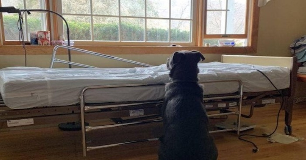 Dog Who Waited For Deceased Owner By Empty Hospital Bed Finds New Family