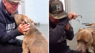 Photo of Dog Can’t Believe His Dad Finally Found Him After 200 Days
