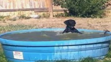 Photo of Playful Dog Shows Her Dad How Much She Enjoys Her Pool