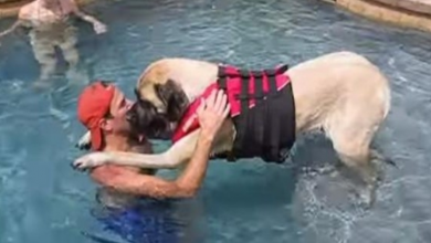 Photo of Huge Dog Is Afraid Of Water, So Her Loving Dad Teaches Her To Swimm
