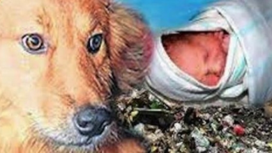 Photo of Dog Saves Newborn Baby Abandoned At Dump