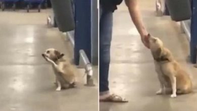 Photo of Abandoned By Owner At Supermarket Gate, poor Dog ‘Wags’ To Each Passerby To pray For Adoption
