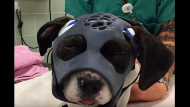 Photo of Puppy Mauled in Dog Fight Gets First Ever 3D-Printed Mask to Help Save Her Life