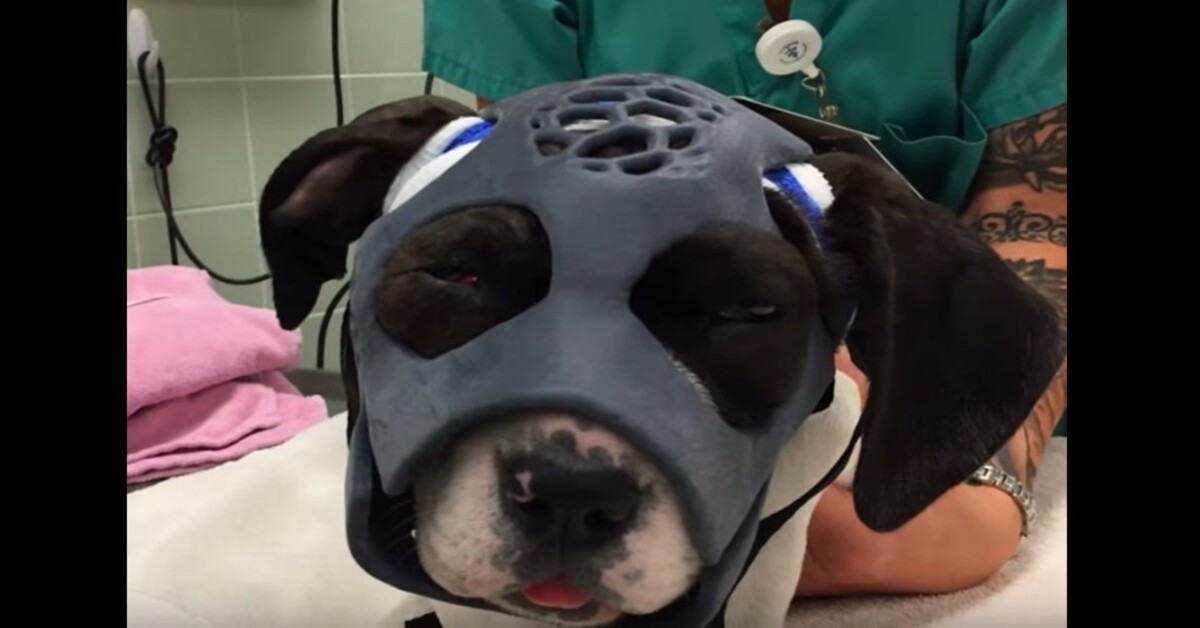 Puppy Mauled in Dog Fight Gets First Ever 3D-Printed Mask to Help Save Her Life