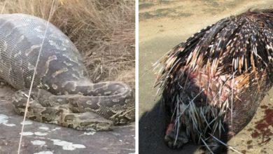 Photo of Snake Eats Porcupine Whole, Regrets It Immediately And Realizes It Was His Final Meal