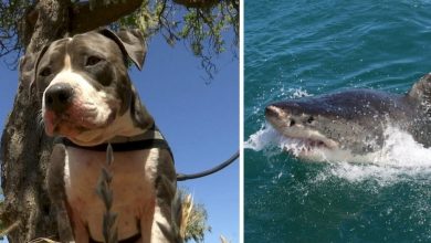 Photo of Pitbull Fights Off a 6-Foot Shark to Rescue his Owner