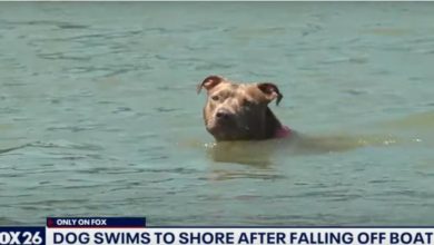 Photo of Dog who fell off shrimp boat found alive days later after swimming six miles to shore